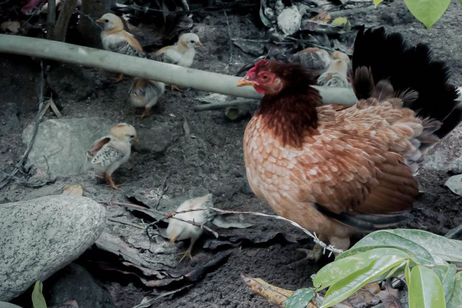 baby chicks and mom, chickens, animals of Puerto Vallarta, ArboursAbroad