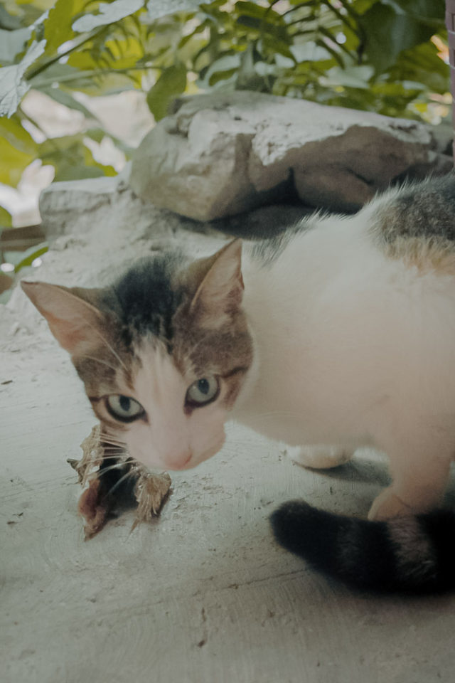 stray cat eating fish head, white cat, ArboursAbroad