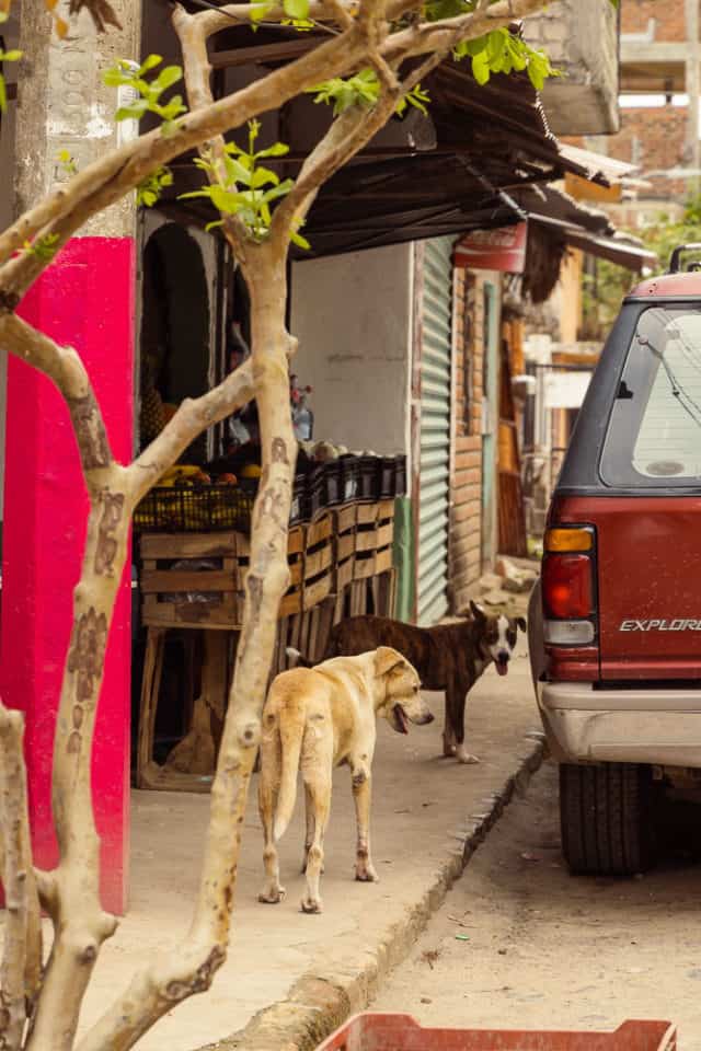 stray dogs in Puerto Vallarta, ArboursAbroad, animals in Mexico, dogs on sidewalk