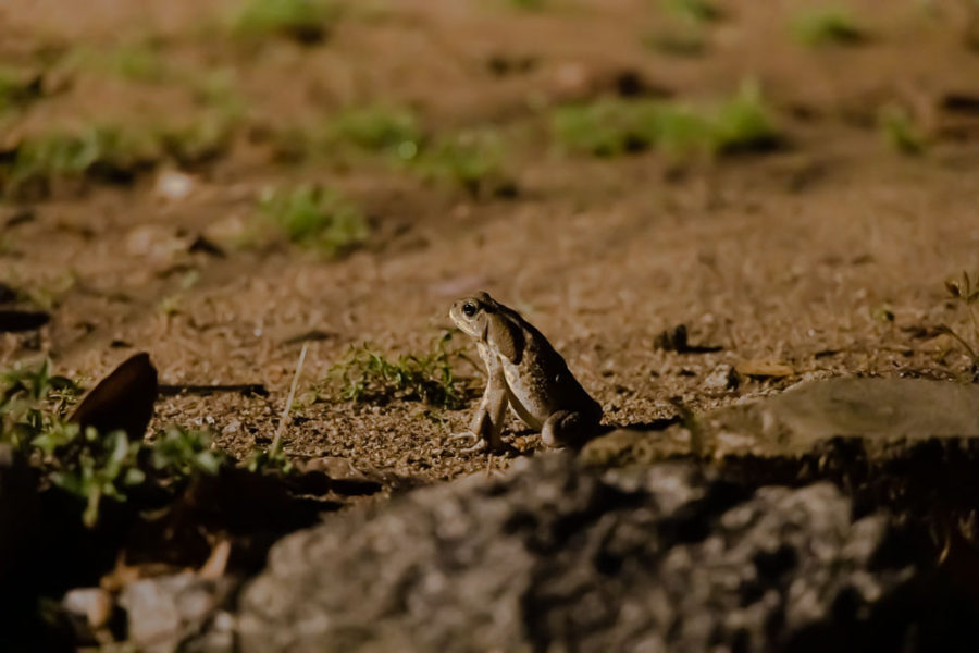 frog in the dirt, Puerto Vallarta reptiles, ArboursAbroad