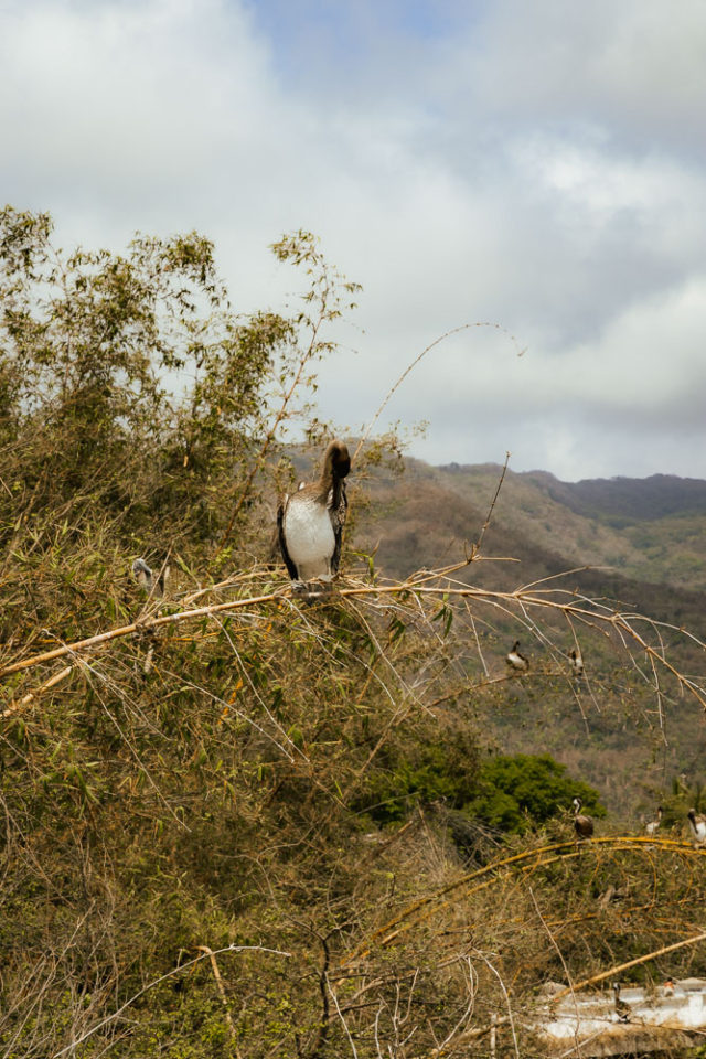 birds of Puerto Vallarta, ArboursAbroad, nature, Mexico