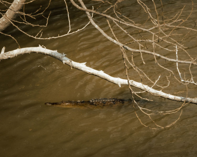 dangerous animals in Puerto Vallarta, alligator in the water, ArboursAbroad