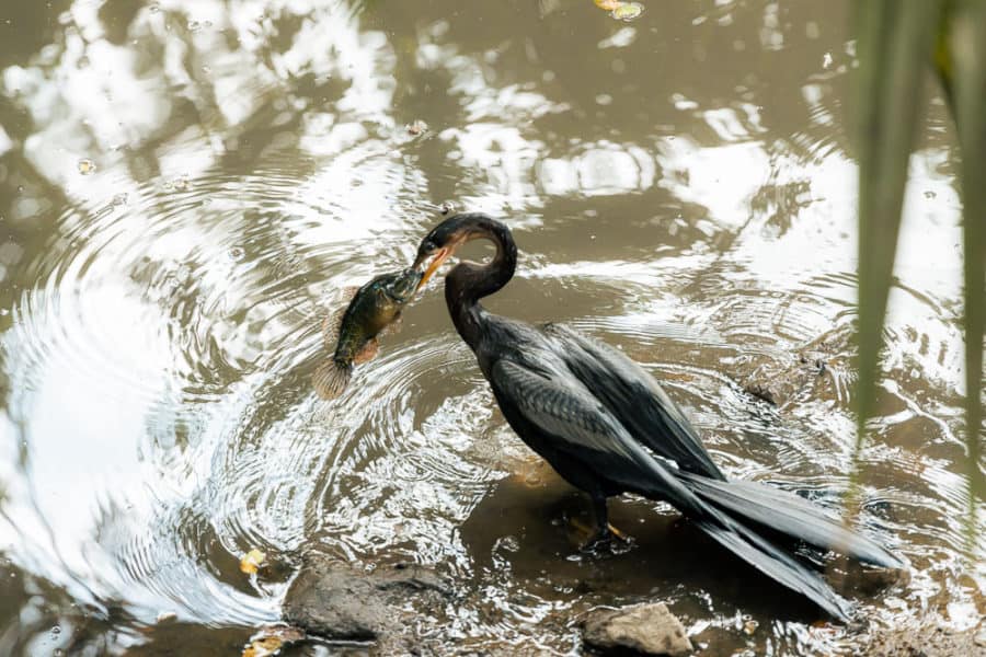 hotel zone wildlife, bird with fish in mouth on water, ArboursAbroad, Puerto Vallarta