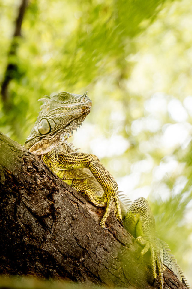 iguana in tree, nature, Puerto Vallarta, Mexico, ArboursAbroad