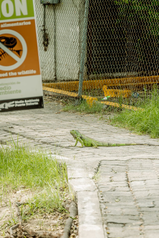 iguana crossing the walkway in Puerto Vallarta, Las Glorias, ArboursAbroad