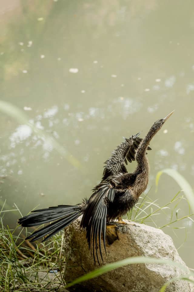 animals in Puerto Vallarta, birds, wildlife, Mexico, ArboursAbroad