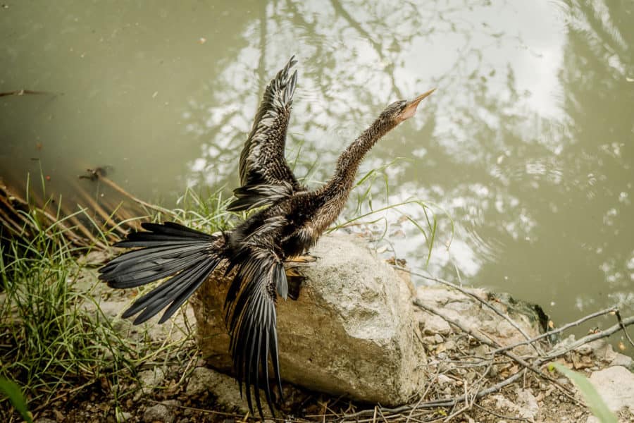 Mexico birds, bird on rock with wings spanned, arboursabroad, Puerto Vallarta