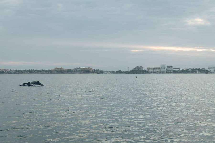 Banderas Bay, Dolphins, ArboursAbroad, marine life in Puerto Vallarta