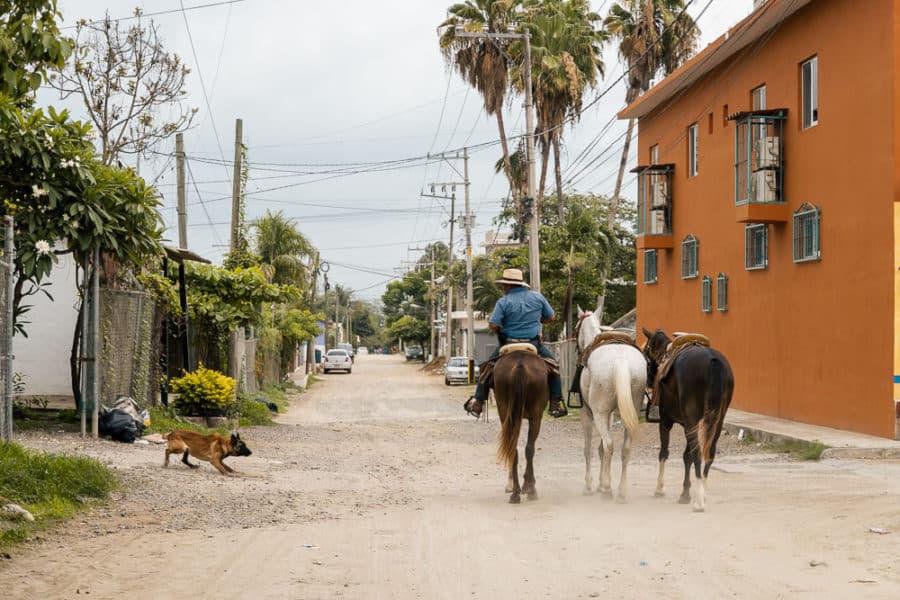 man with three horses with dog attack, arboursabroad, animals in Puerto Vallarta