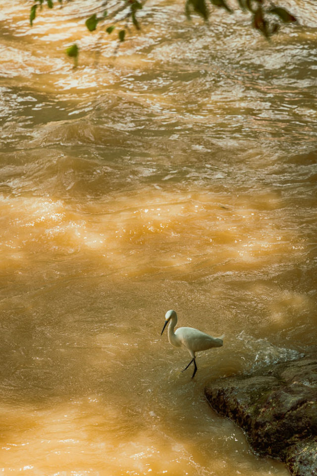 Puerto Vallarta bird, arboursabroad, wildlife