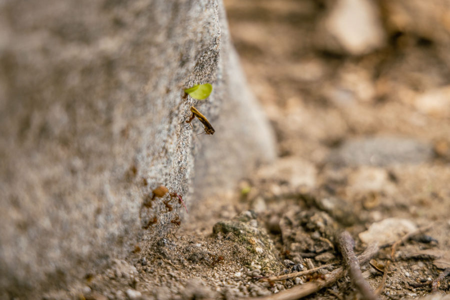 ant carrying a leaf on rock, ArboursAbroad