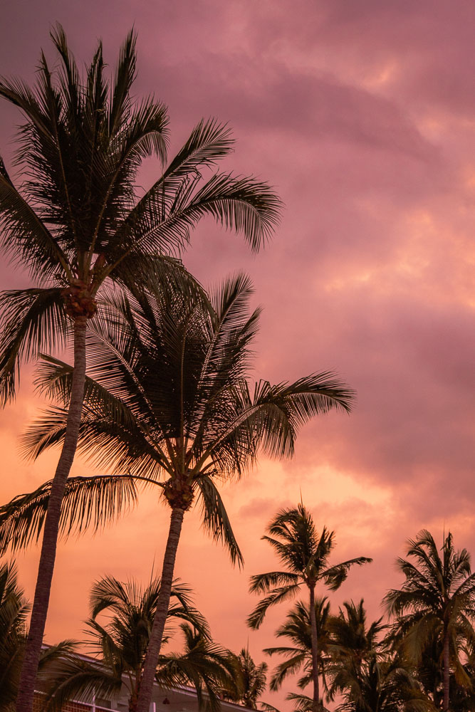 palm trees at sunset in Puerto Vallarta