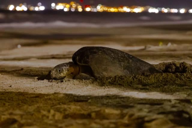 nesting turtle on beach, Puerto Vallarta turtles, ArboursAbroad, Mexico