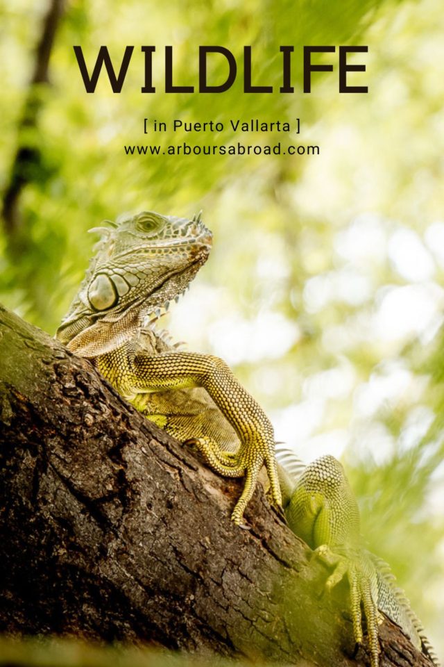 wildlife in Puerto Vallarta, arboursabroad, Mexico
