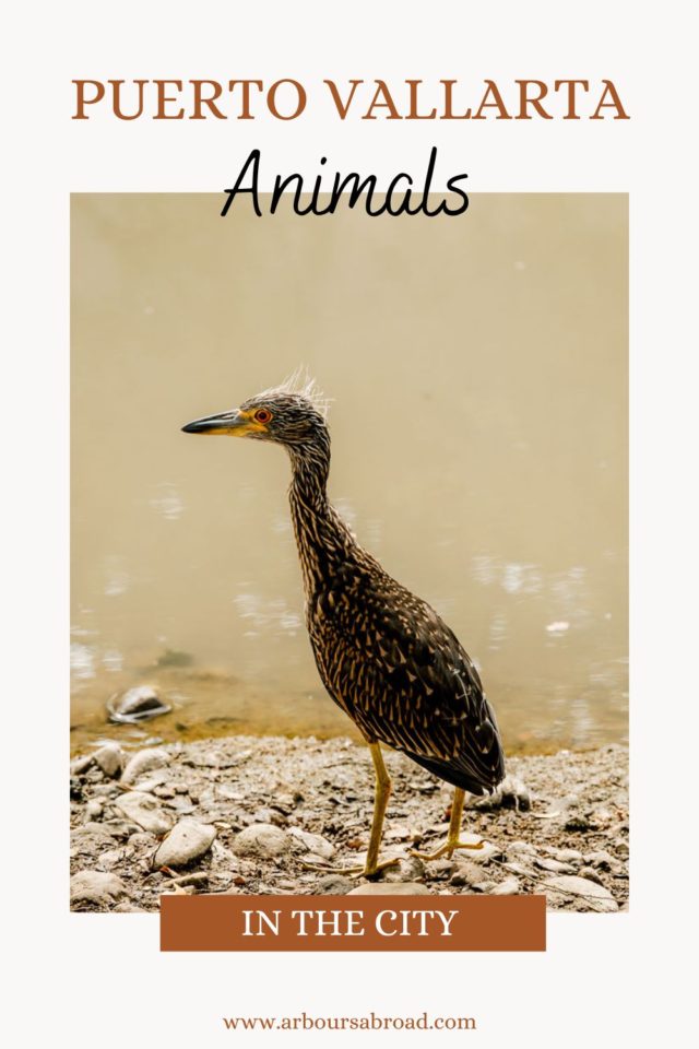 Puerto Vallarta animals, ArboursAbroad