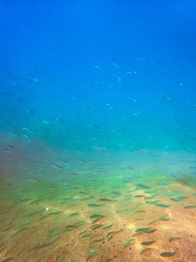snorkeling in Puerto Vallarta, ArboursAbroad, marine life in Puerto Vallarta