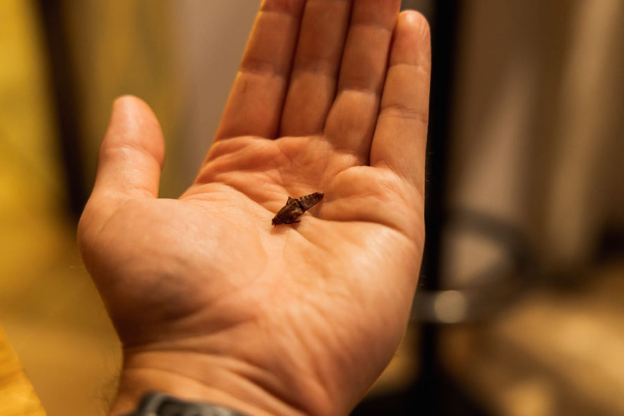 grasshopper in hand, food in Puerto Vallarta