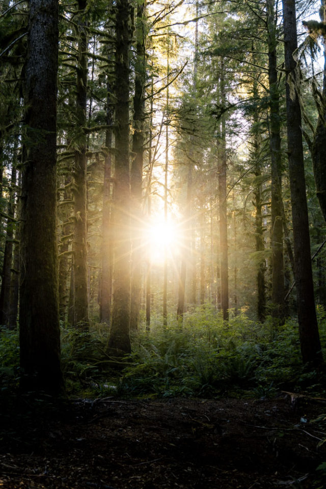 sun star in the rainforest, ArboursAbroad, PNW