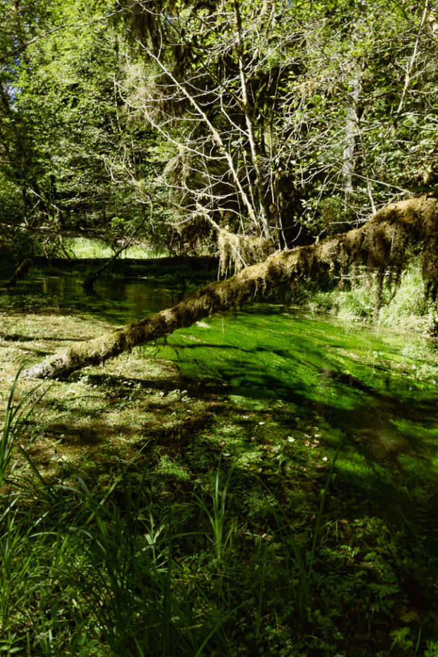 Rainforest in Washington, Hall of Mosses Trail, Olympic Peninsula, ArboursAbroad