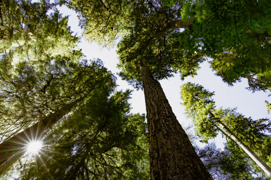 Hall of Mosses Trail in the Hoh Rainforest, Photography tips, ArboursAbroad