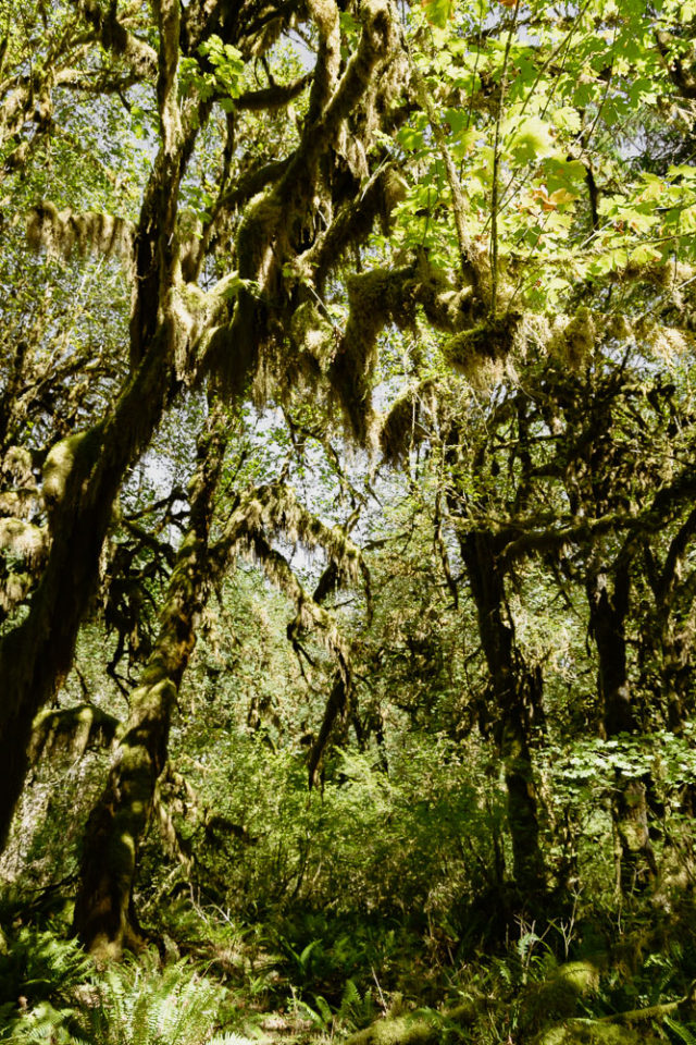 Hall of Mosses Trail in the Hoh Rainforest, ArboursAbroad, Olympic National Park