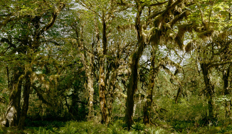 Hall of Mosses Trail, Hoh Rainforest, ArboursAbroad, Olympic National Park