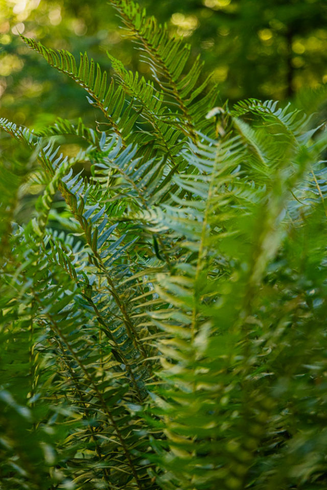 bright green ferns in the rainforest, ArboursAbroad, Washington National Parks