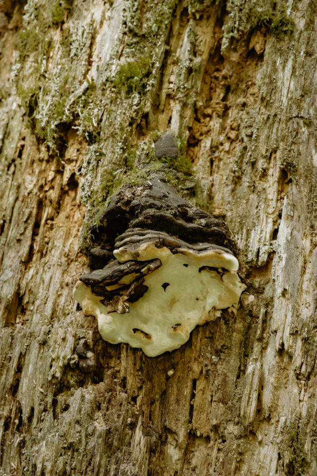 fungi on a tree in the rainforest, ArboursAbroad, Washington
