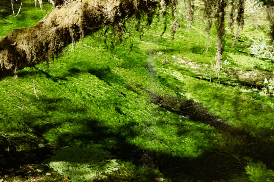 Hall of Mosses, Hoh Rainforest, ArboursAbroad