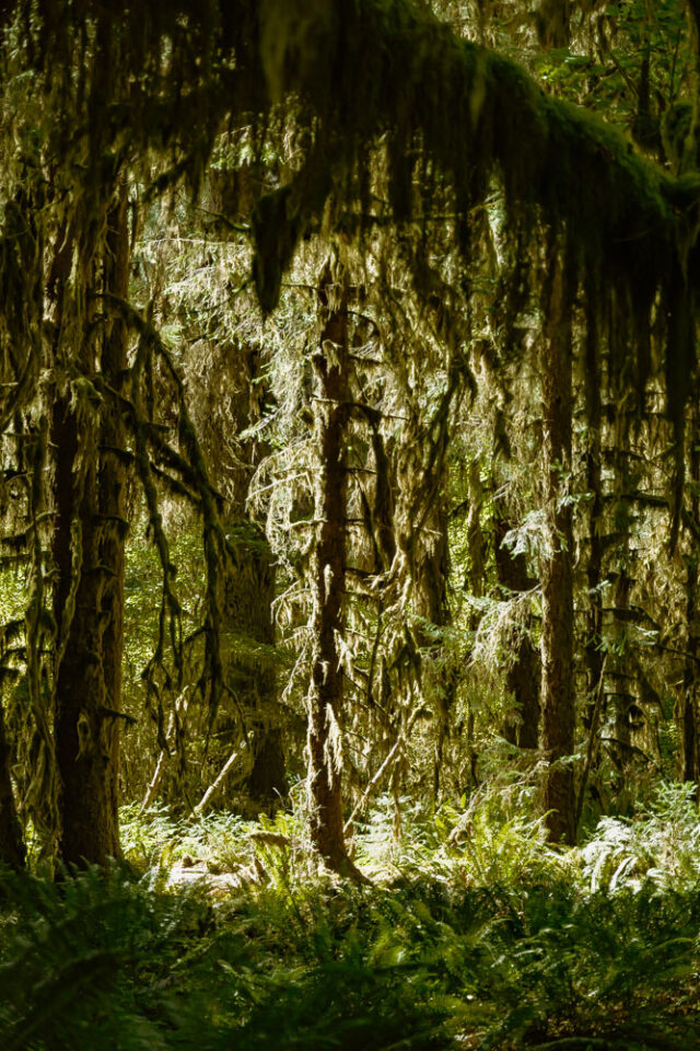 Mossy Trees | Hikes in Olympic National Park Hall of Mosses, mossy trees, Hoh Rainforest, Washington, ArboursAbroad