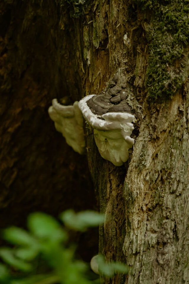 Washington’s Rainforest | Olympic National Park Washington Rainforest, ArboursAbroad, Olympic National Park, fungi on tree