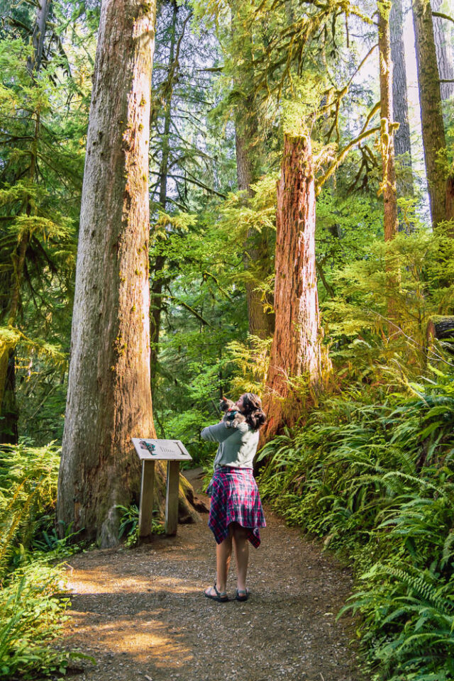 Quinault Rain Forest Nature Trail | Pet-Friendly Hikes Near Olympic National Park woman and cat hiking, Rainforest hikes, ArboursAbroad, Washington