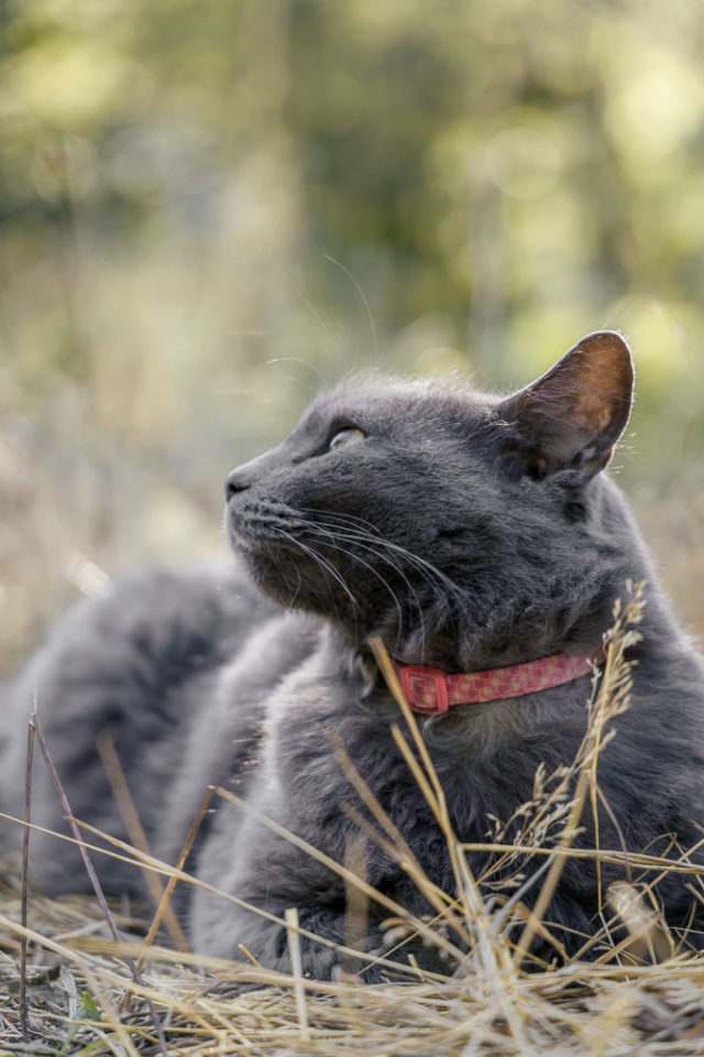 grey cat with pink collar, ArboursAbroad, Vantrails