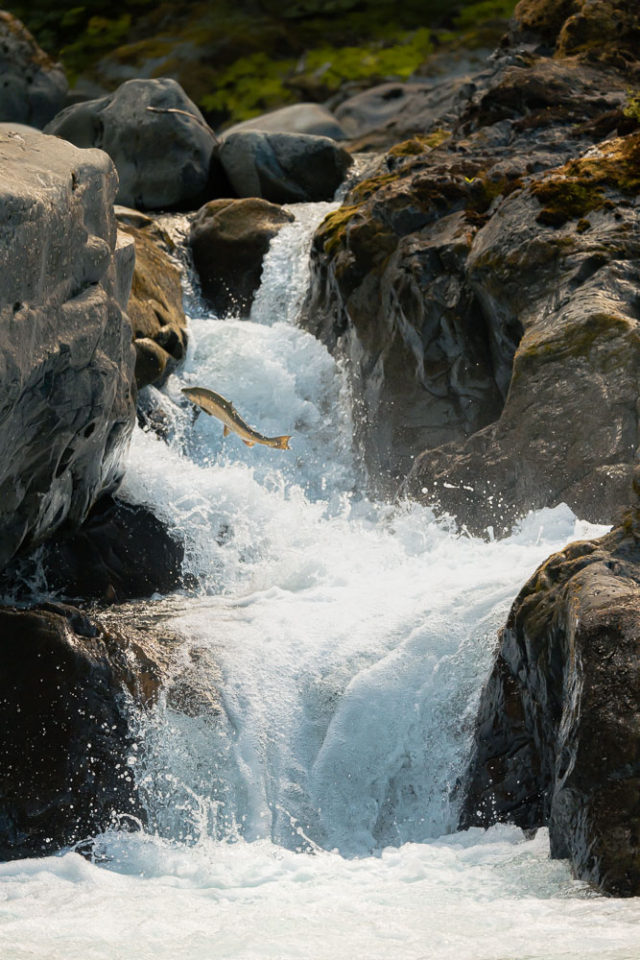 Sol Duc River salmon cascade, Olympic National Park, arboursabroad