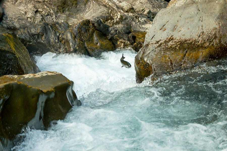 Olympic National Park, Salmon Cascades, ArboursAbroad