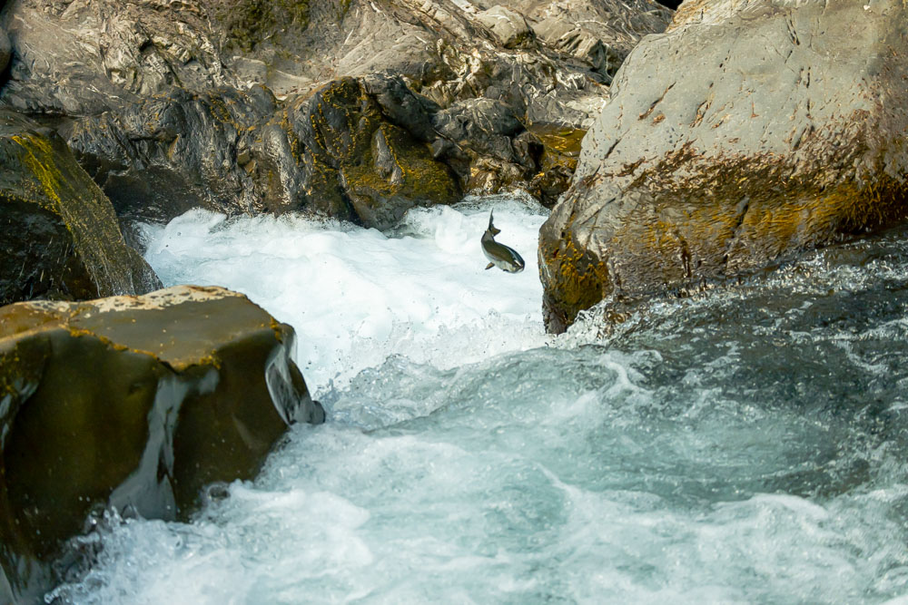Salmon Cascades Olympic National Park, A Treasure of Natural Wonders