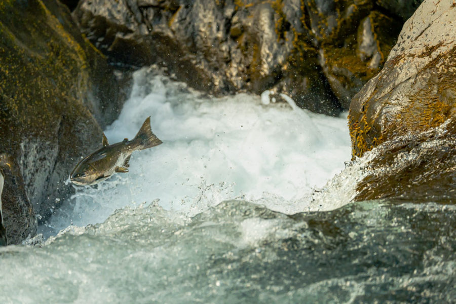 Salmon jumping up waterfall, arboursabroad, vantrails, Olympic National Park