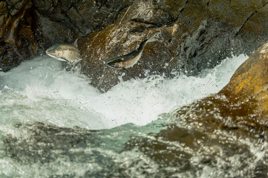 two fish jumping up river, salmon cascades, arboursabroad, vantrails