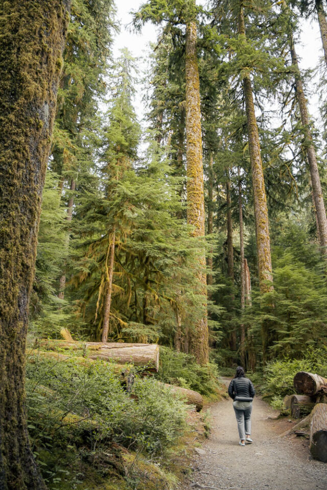 Top Olympic National Park Hikes | Sol Duc Falls Woman hiking in forest, Olympic National Park Hikes, ArboursAbroad, PNW