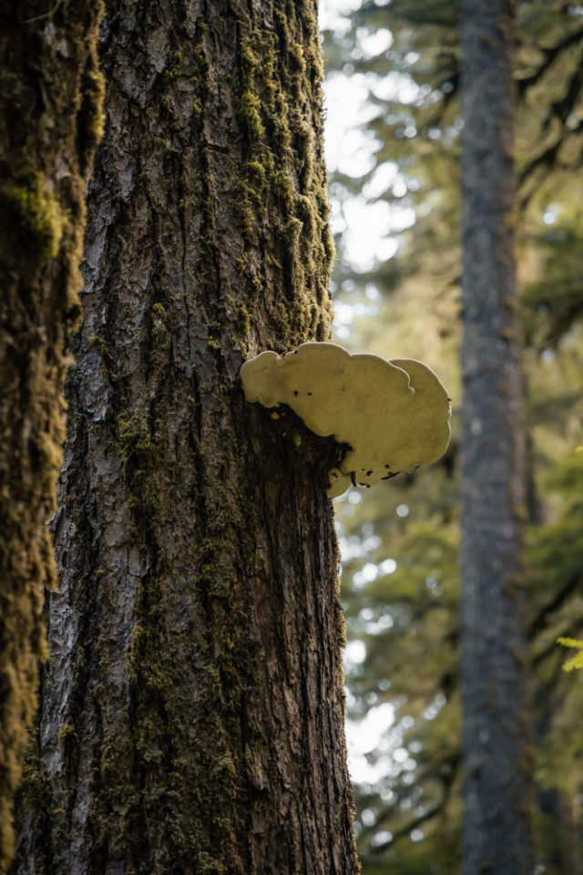 fungi on tree, Sol Duc Falls, ArboursAbroad, Olympic National Park