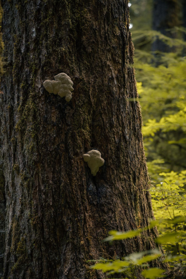 tree fungi on Sol Duc Falls walk, ArboursAbroad, vantrails, Olympic National Park