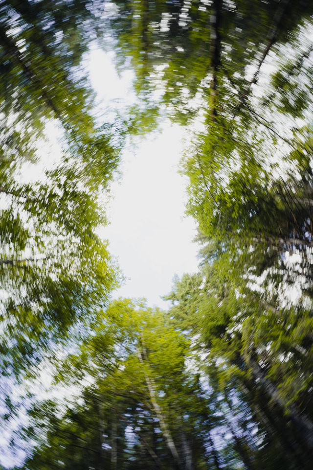 blurred tree shot looking at sky, arboursabroad