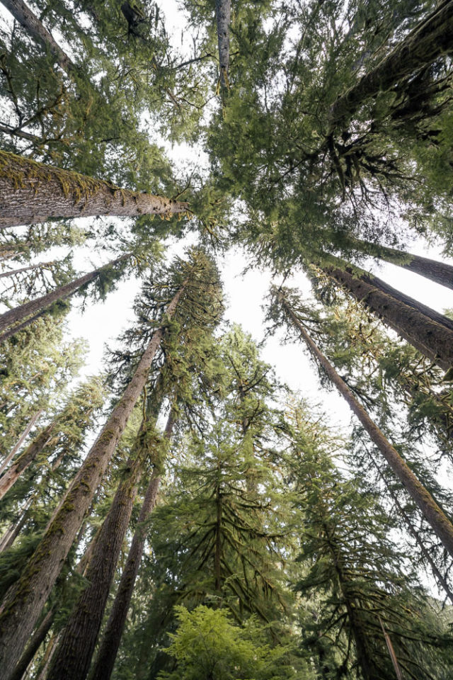 Olympic National Park forest, arboursabroad, looking up at tree tops and sky