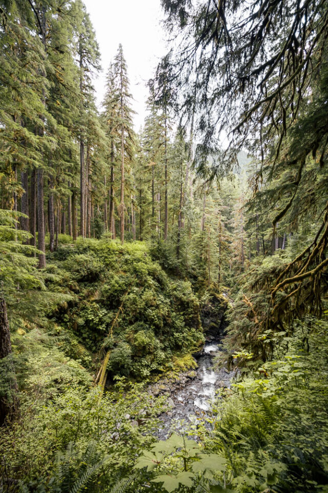 Sol Duc Falls Hike | 13 Olympic National Park Hikes fern canyon in Olympic National Park, ArboursAbroad, Olympic Hikes
