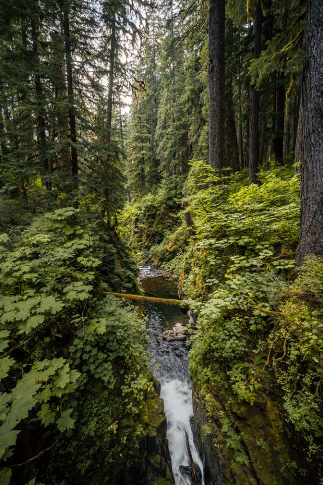 hiking Sol Duc Falls, Olympic National Park, fern canyon, arboursabroad