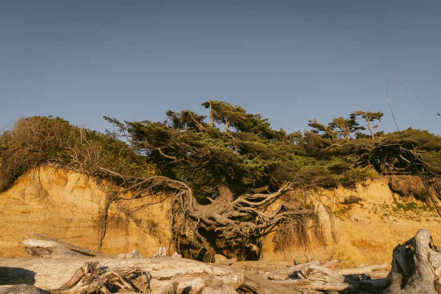 tree of life, arboursabroad, crazy nature