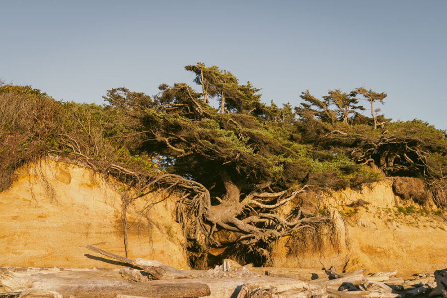 Tree of Life, Olympic National Park, ArboursAbroad