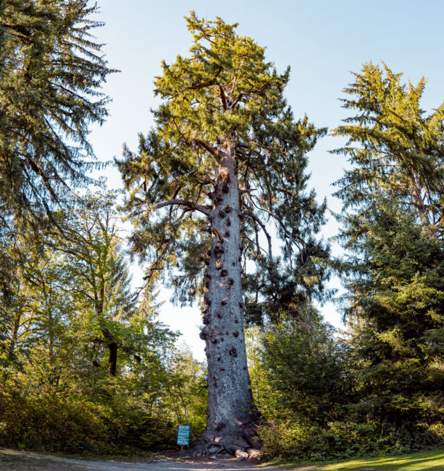 Worlds Record Sitka Spruce | Washington World record tree, largest Sitka Spruce, ArboursAbroad, Washington