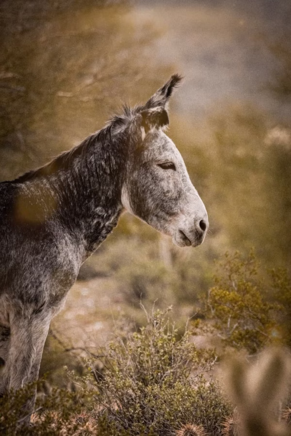 A close-up portrait of a wild burro standing in a desert landscape, its head turned slightly to the side with a calm, stoic expression. The burro’s textured gray and black coat contrasts with the soft, golden hues of the blurred desert foliage in the background. The warm, earthy tones and vintage-style editing give the image a timeless, artistic feel, evoking a sense of rugged beauty and connection to the wild.