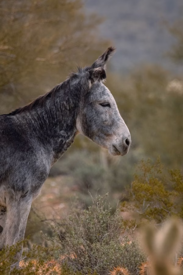 A close-up portrait of a wild burro standing in a desert landscape, its head turned slightly to the side with a calm, stoic expression. The burro’s textured gray and black coat contrasts with the soft, golden hues of the blurred desert foliage in the background. The warm, earthy tones.